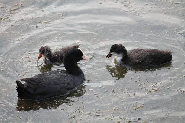 istock Adult Eurasian coot (Fulica atra) with chicks 682049756
