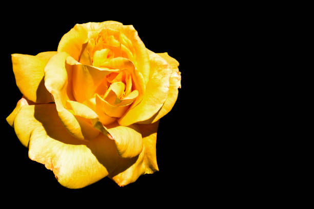 istock Golden rose isolated on black 682049856