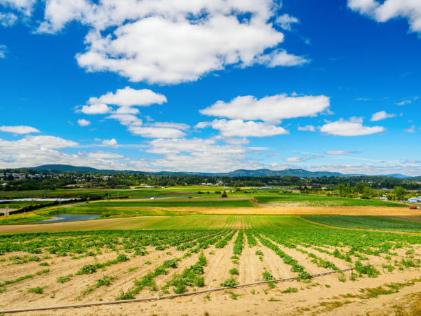 istock Farm field with vegetable crop recently planted, sunny day 682049920