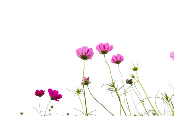 istock Cosmos Flower Blooming Against White Background. 682050342