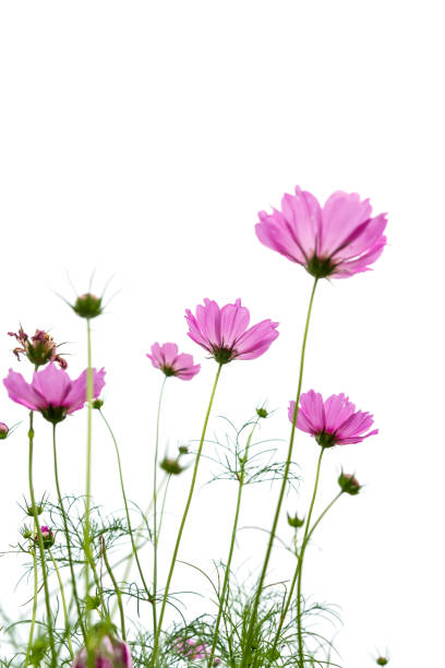 istock Cosmos Flower Blooming Against White Background. 682050344