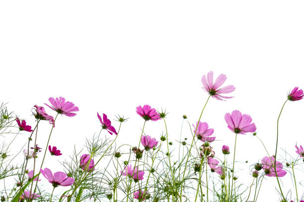 kosmos blume vor weißem hintergrund. - cosmos flower daisy flower field stock-fotos und bilder