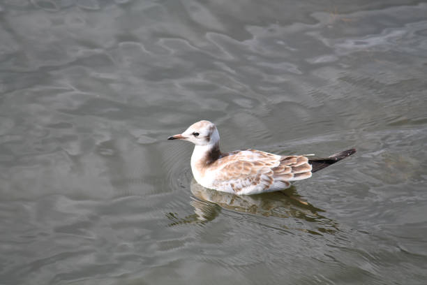 istock Juvenile of Black-headed gull (Chroicocephalus ridibundus). Wild bird 682054034