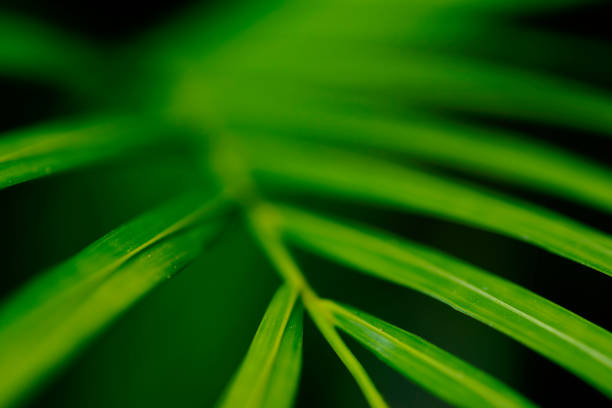 열 대 자연 추상화: 녹색 야 자 나무 잎의 예술적 매크로 - mexico close up frond nature 뉴스 사진 이미지