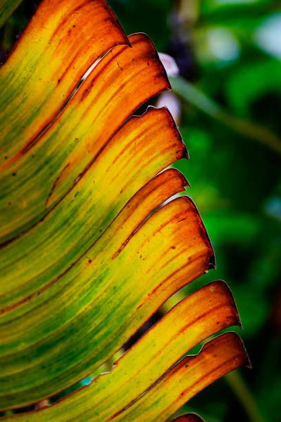 열 대 자연 추상화: 녹색 야 자 나무 잎의 예술적 매크로 - mexico close up frond nature 뉴스 사진 이미지