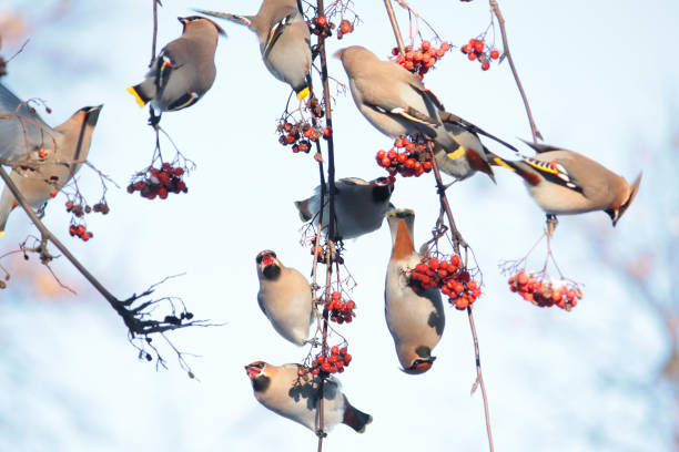 istock Flock of waxwings (Bombycilla garrulus) on rowan tree with red rowanberry 682054064