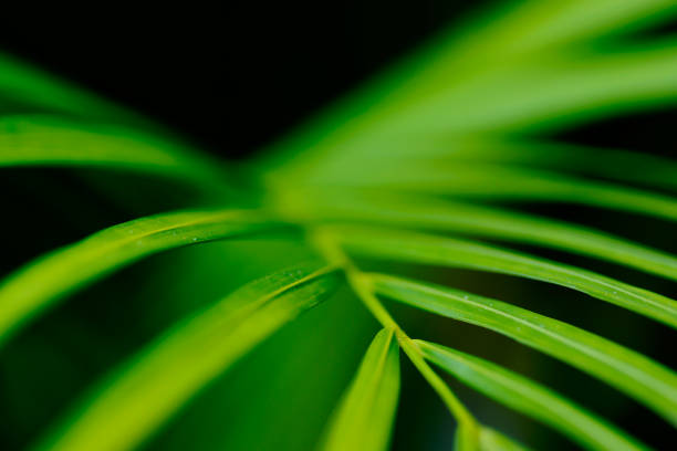 열 대 자연 추상화: 녹색 야 자 나무 잎의 예술적 매크로 - mexico close up frond nature 뉴스 사진 이미지