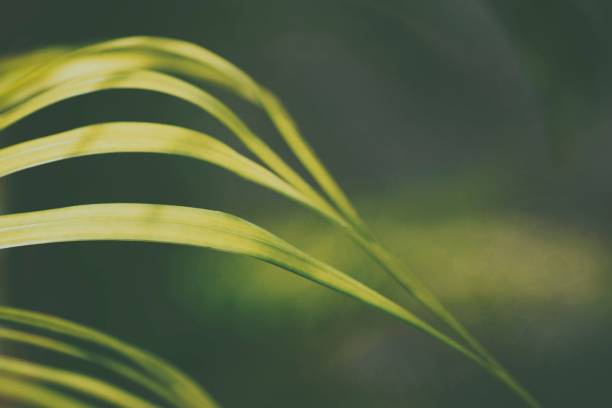 열 대 자연 추상화: 녹색 야 자 나무 잎의 예술적 매크로 - mexico close up frond nature 뉴스 사진 이미지