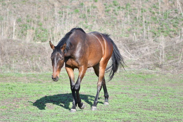istock Horses at the farm 682066900