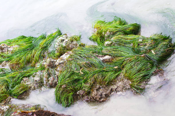 istock Seaweed in the water 682069182
