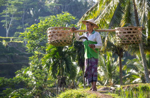 istock balinese rice field worker on rice field 682070912