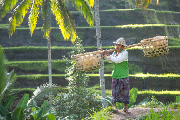 istock balinese rice field worker on rice field 682070914