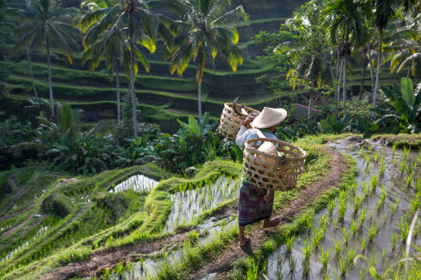 istock balinese rice field worker on rice field 682070922