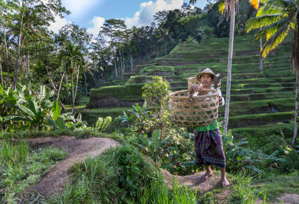 istock balinese rice field worker on rice field 682070924