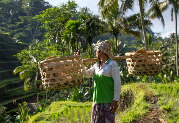 istock balinese rice field worker on rice field 682070926