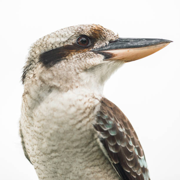 Kookaburra gracefully resting during the day. Australian kookaburra by itself resting outdoors during the day in Queensland kookaburra stock pictures, royalty-free photos & images