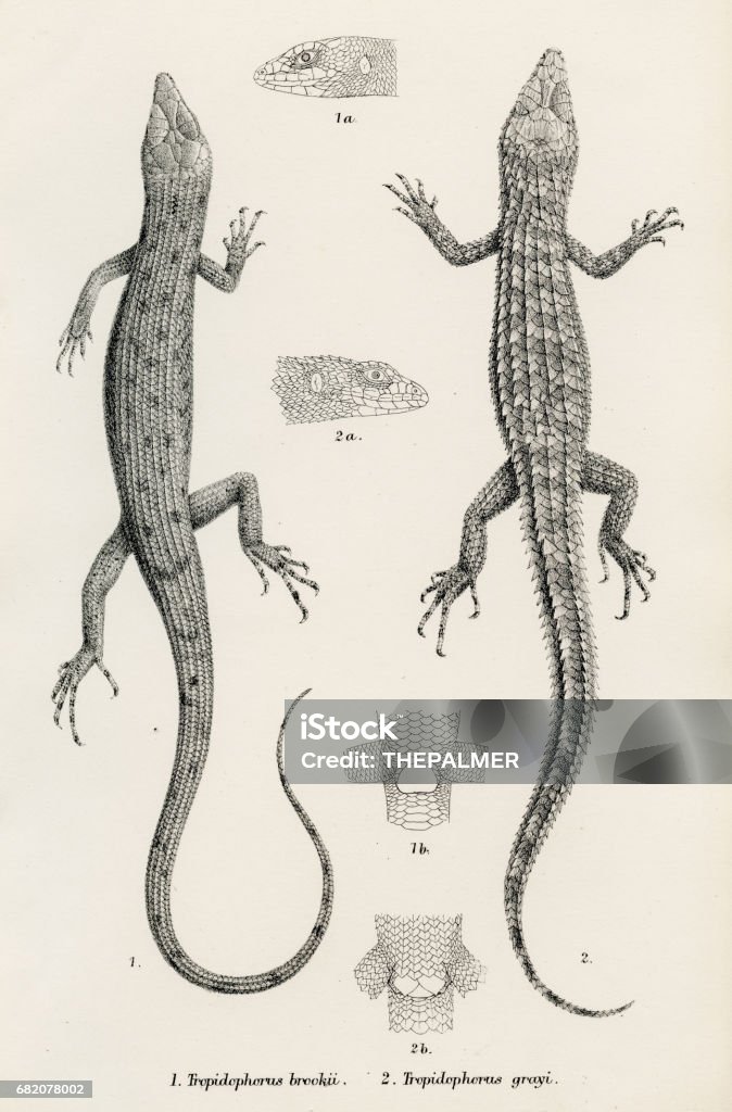Lizards Engraving 1887 Stock Illustration - Download Image Now ...