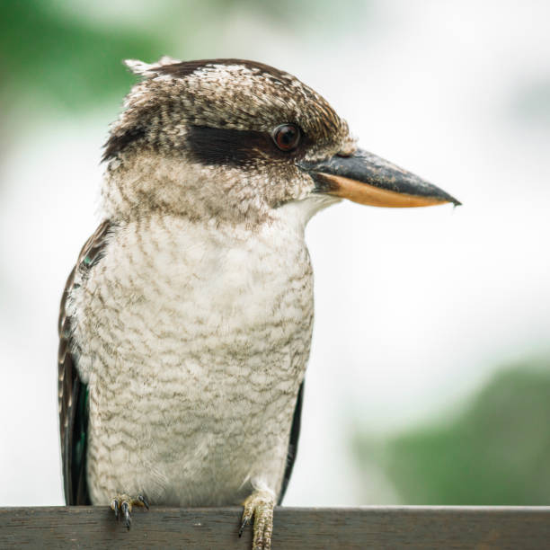 istock Kookaburra gracefully resting during the day. 682078272