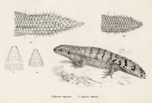 Lizards engraving 1887 Catalogue of the Lizards in the British Museum - 2nd edition but Albertt Boulenger 1887 egernia stock illustrations