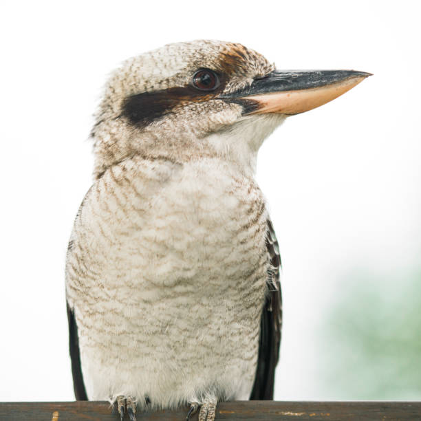 istock Kookaburra gracefully resting during the day. 682081062