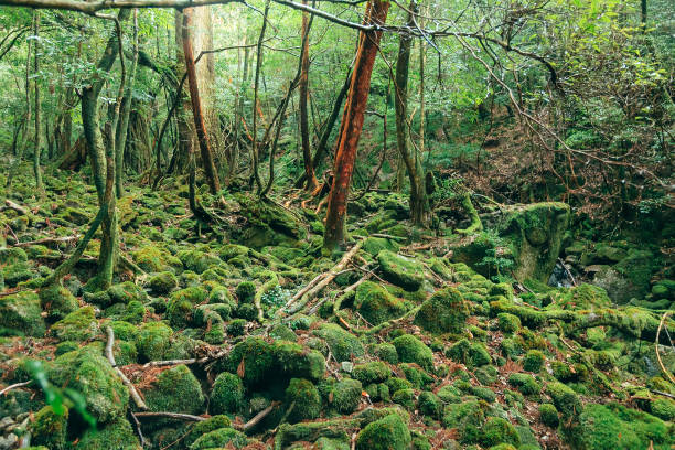istock Green moss Nature Forest tree National Park Landscape 682081334