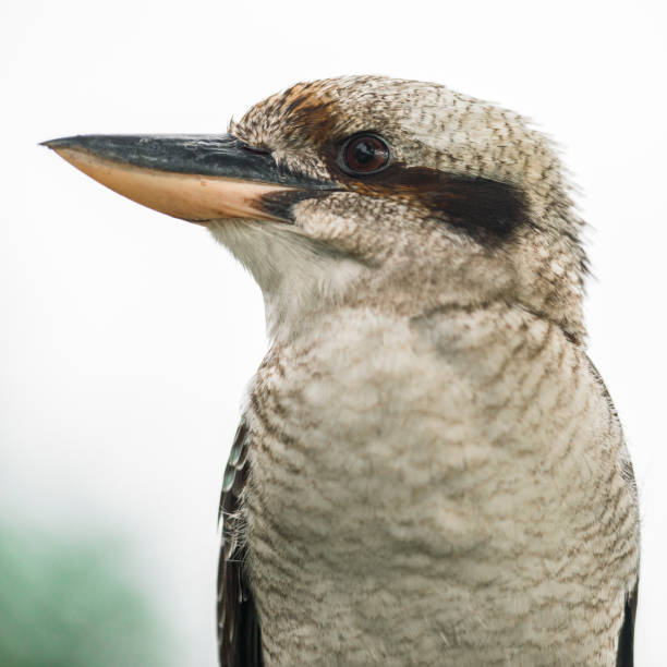 istock Kookaburra gracefully resting during the day. 682082188