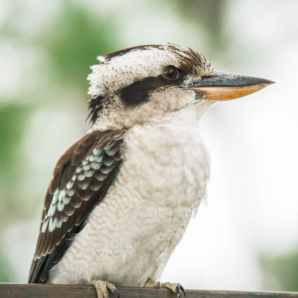istock Kookaburra gracefully resting during the day. 682082250