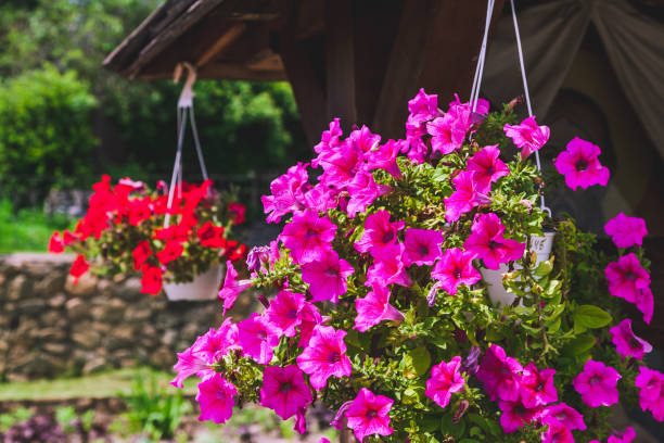 istock Blooming petunias in  hanging flowerpot 682084662