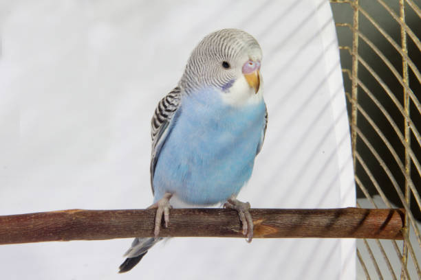 istock young blue budgerigar in roost on a white background 682085318