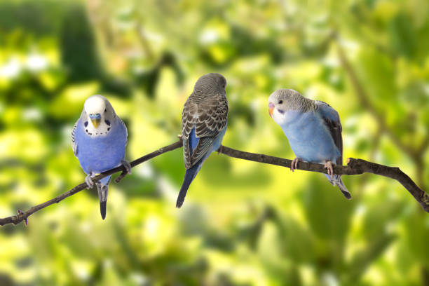 istock young blue budgie in roost on a green background 682085322