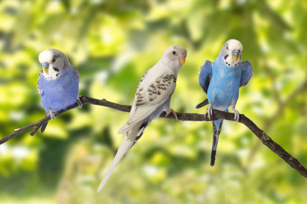 istock young blue budgie in roost on a green background 682085358