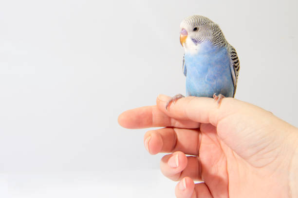 istock the small blue wavy parrot sit  on a palm 682085362