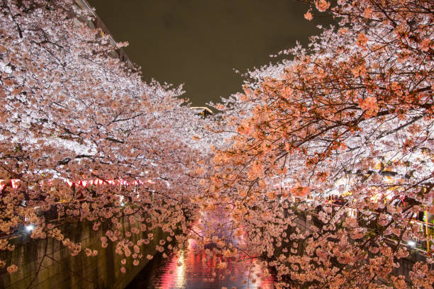 istock Cherry trees along Meguro River are light up in spring. 682085428