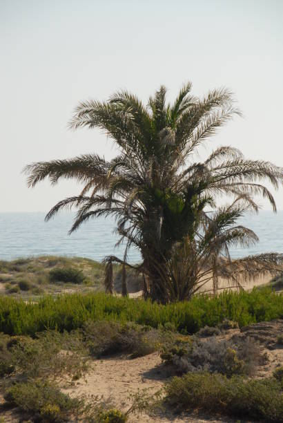 istock In the oasis with palm trees - Spain 682085430