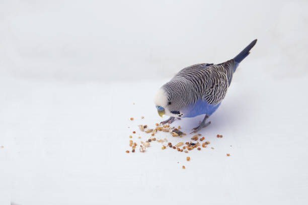 istock Blue little budgie east grains on a white background 682087628