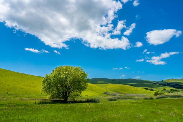 grüne hügel mit baum - rolling landscape stock-fotos und bilder