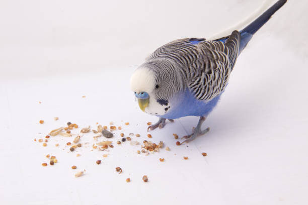 istock Blue little budgie east grains on a white background 682087642