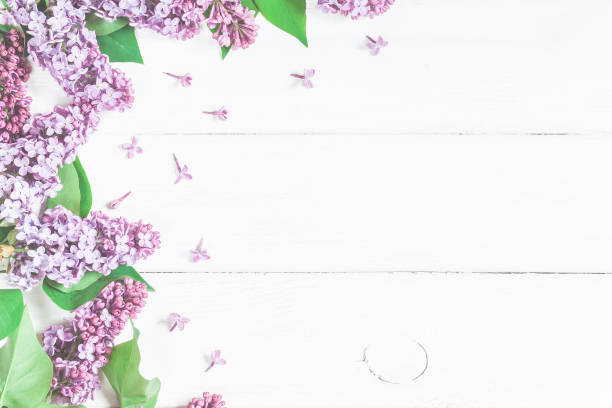 istock Lilac flowers on white wooden background. Top view, flat lay 682088414
