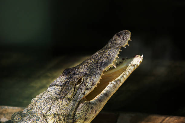 krokodil in hamat gader, israel. - hamat gader stock-fotos und bilder