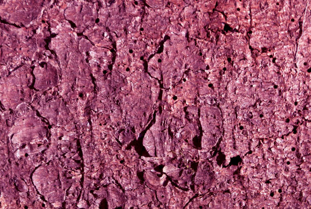 紫のトーン松木樹皮パターン。 - 6729 ストックフォトと画像