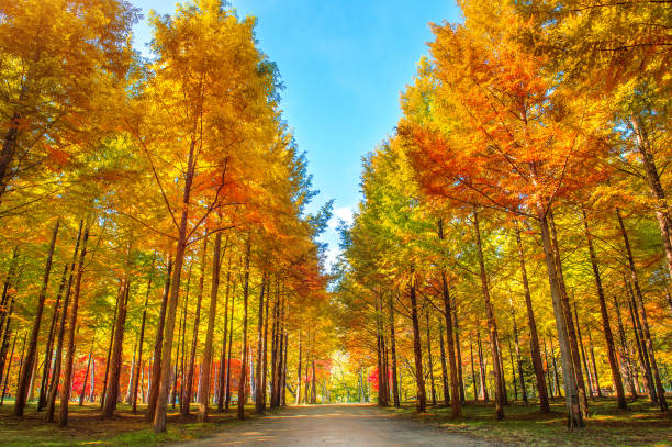 istock Autumn in Nami island. 682089798