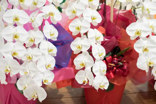 Photo of White Phalaenopsis