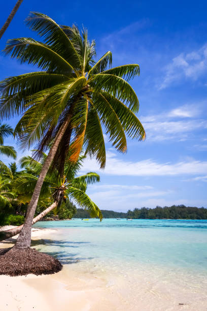 istock Paradise tropical beach and lagoon in Moorea Island 682092068
