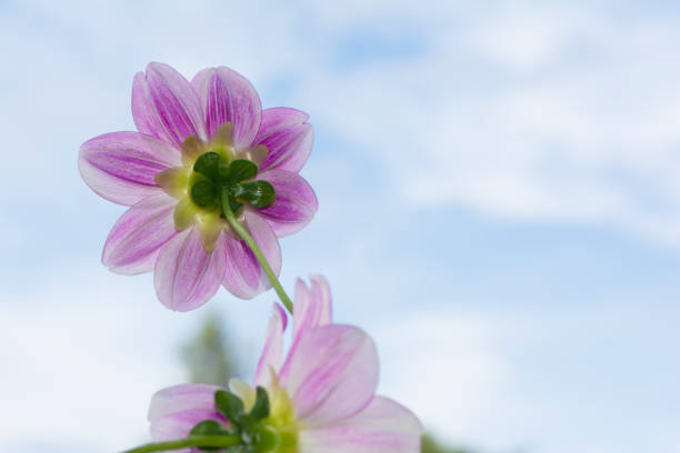 Rear view of two  pink/purple and white Aegean Sky dahlia flowers with the sky as the background. Shallow focus on just the main flower leaving the rest soft.