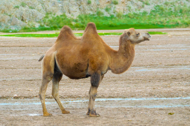 istock Camels in the desert in Mongolia 682095870