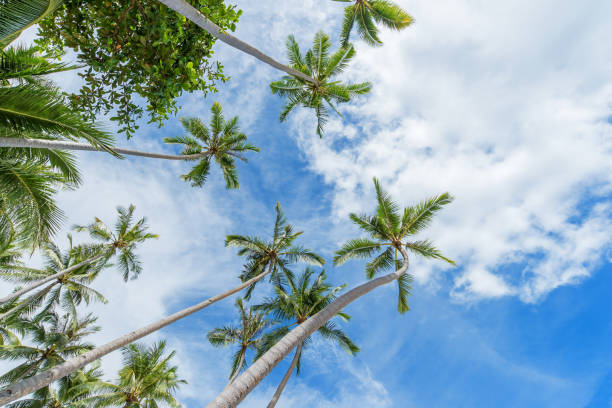 istock Coconut palm trees at tropical beach 682095934