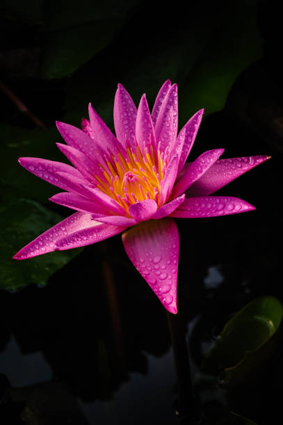istock isolate violet lotus on dark background in portrait 682096452