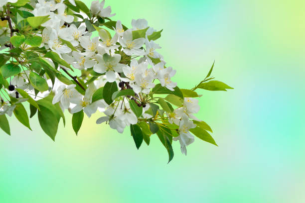 istock White blossoming of apple tree branch - beautiful spring background 682104688
