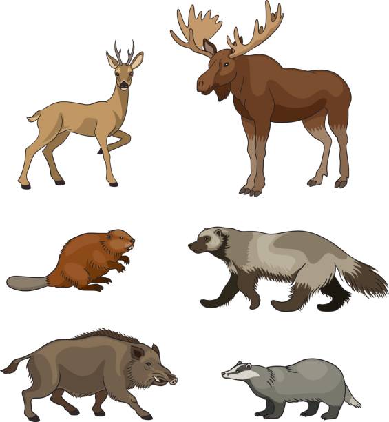 Set of vector forest animals vector art illustration