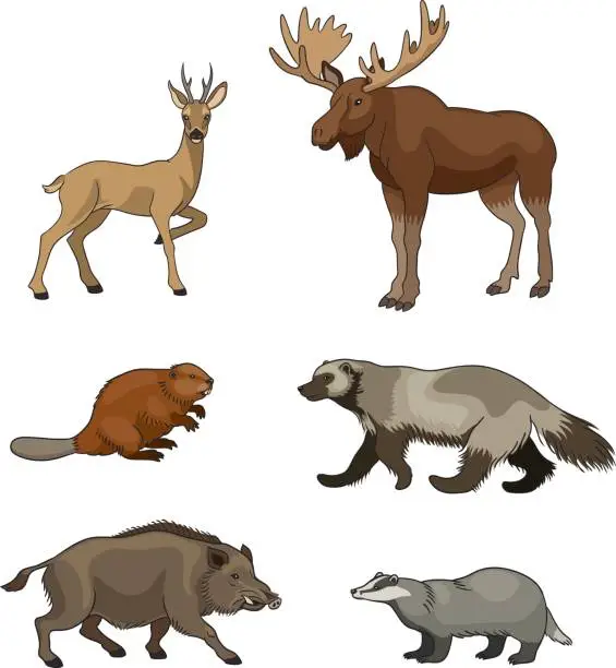 Vector illustration of Set of vector forest animals